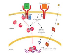 信號轉導及轉錄激活因子 信號轉導及轉錄激活因子