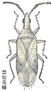 黑紋花蝽