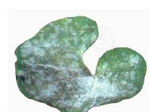 黑籽南瓜白粉病 黑籽南瓜白粉病