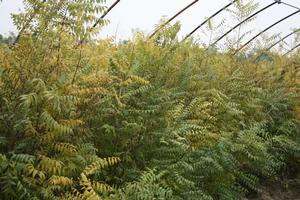 多年生文冠果種苗(張東旭攝)