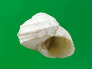 龍骨鐘螺 龍骨鐘螺