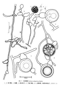 北方腐霉 北方腐霉