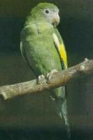 加那利翅斑鸚哥 加那利翅斑鸚哥