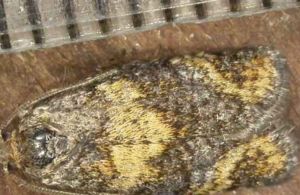 落葉松卷蛾 落葉松卷蛾