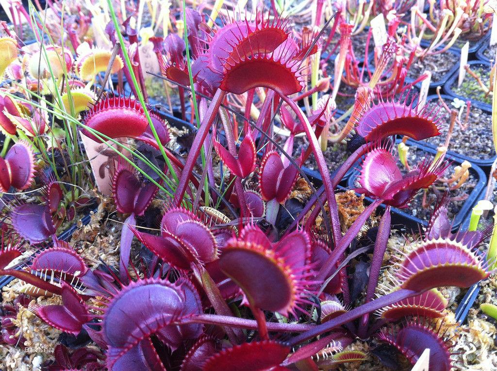 紅龍捕蠅草