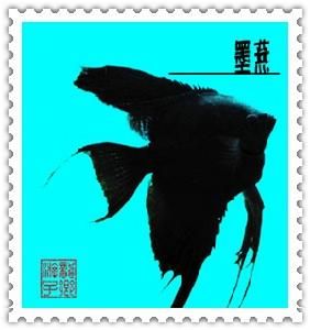 黑鰭光鰓魚 黑鰭光鰓魚