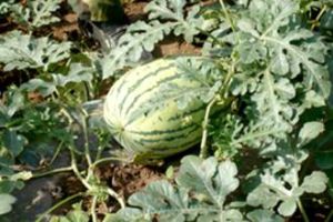 特大慶紅寶 特大慶紅寶