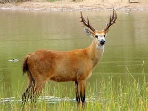 空齒鹿族 空齒鹿族