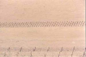 （圖）沙漠中呈點線狀分布的地雷陣