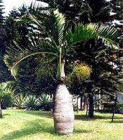 酒瓶椰子 酒瓶椰子