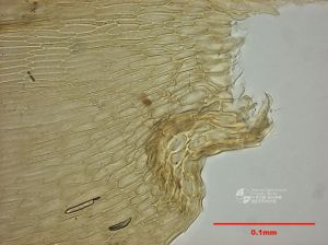 尖喙蘚屬 尖喙蘚屬