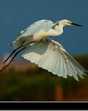 白鷺[白鷺屬四種鳥類通稱]