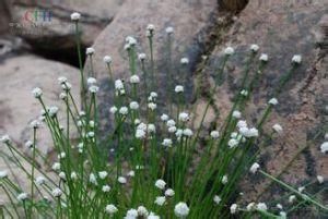 莽山谷精草 莽山谷精草