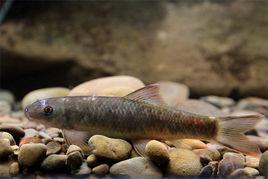 雲南盤鮈魚 雲南盤鮈魚