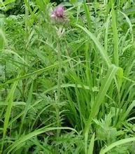 阿拉套薊 阿拉套薊