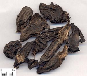 草烏敷貼藥 草烏敷貼藥