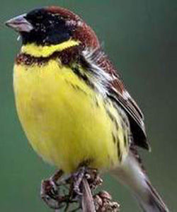 黑冠黃雀鵐 黑冠黃雀鵐