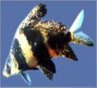 兩色鱗頭鮋 兩色鱗頭鮋