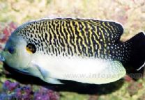 王虎神仙 王虎神仙