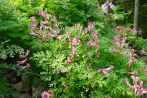 紅花紫堇(原變種) 紅花紫堇(原變種)