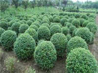 伊犁小檗 伊犁小檗