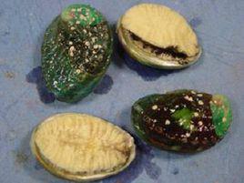 石決明[石決明]