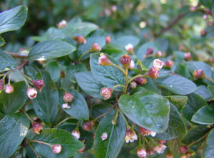 單核栒子 單核栒子