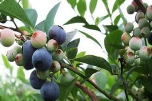 越桔杜鵑 越桔杜鵑