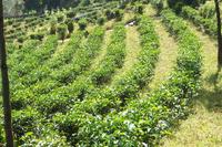 錦秀自然村茶園