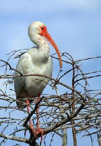 美洲白䴉 美洲白䴉