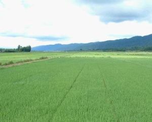 複種指數 複種指數