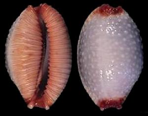 摩羯島鯊皮寶螺1