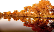 澤普金湖楊國家森林公園