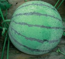 鳳寶西瓜