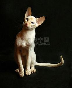 （圖）重點色短毛貓