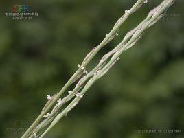 中華草沙蠶 中華草沙蠶