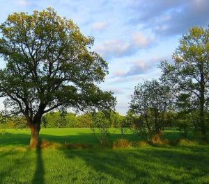 直立莖系 直立莖系