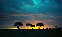 馬賽馬拉國家日落景觀