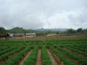 東乃自然村 東乃自然村