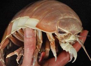 巨型木虱 巨型木虱