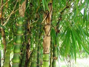 金絲葫蘆竹 金絲葫蘆竹