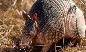 犰[哺乳綱貧齒目動物]