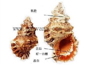 金口螺蛙 金口螺蛙