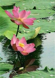 化緣三義 化緣三義