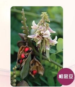 相思豆毒蛋白 相思豆毒蛋白