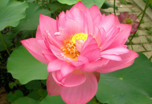 唐招提寺蓮 唐招提寺蓮