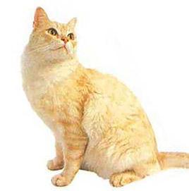 美國紅棕色貓 美國紅棕色貓
