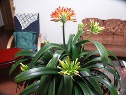 瘋狂的君子蘭事件 瘋狂的君子蘭事件