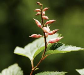 川康繡線梅 川康繡線梅