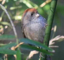 灰喉鴉雀 灰喉鴉雀